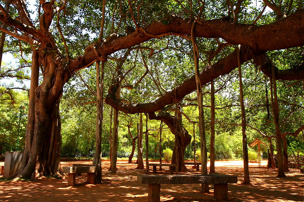 Auroville -Hayyaahere