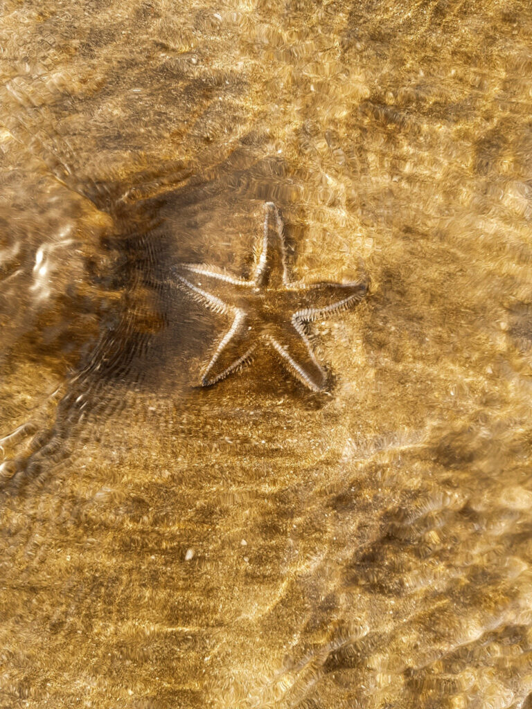 Sea Star - Diveagar Beach 