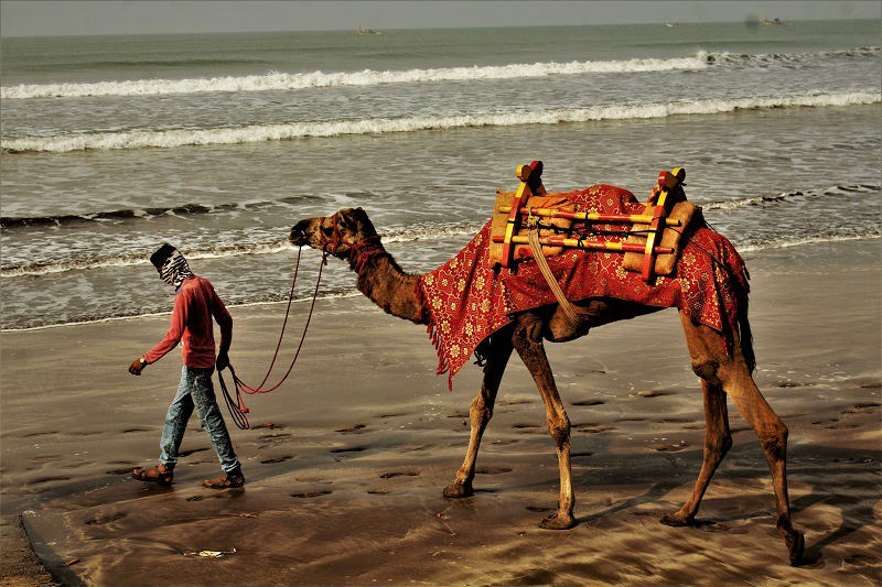 Camel Ride